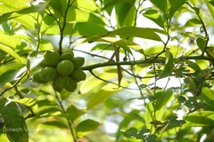 Artabotrys hexapetalus